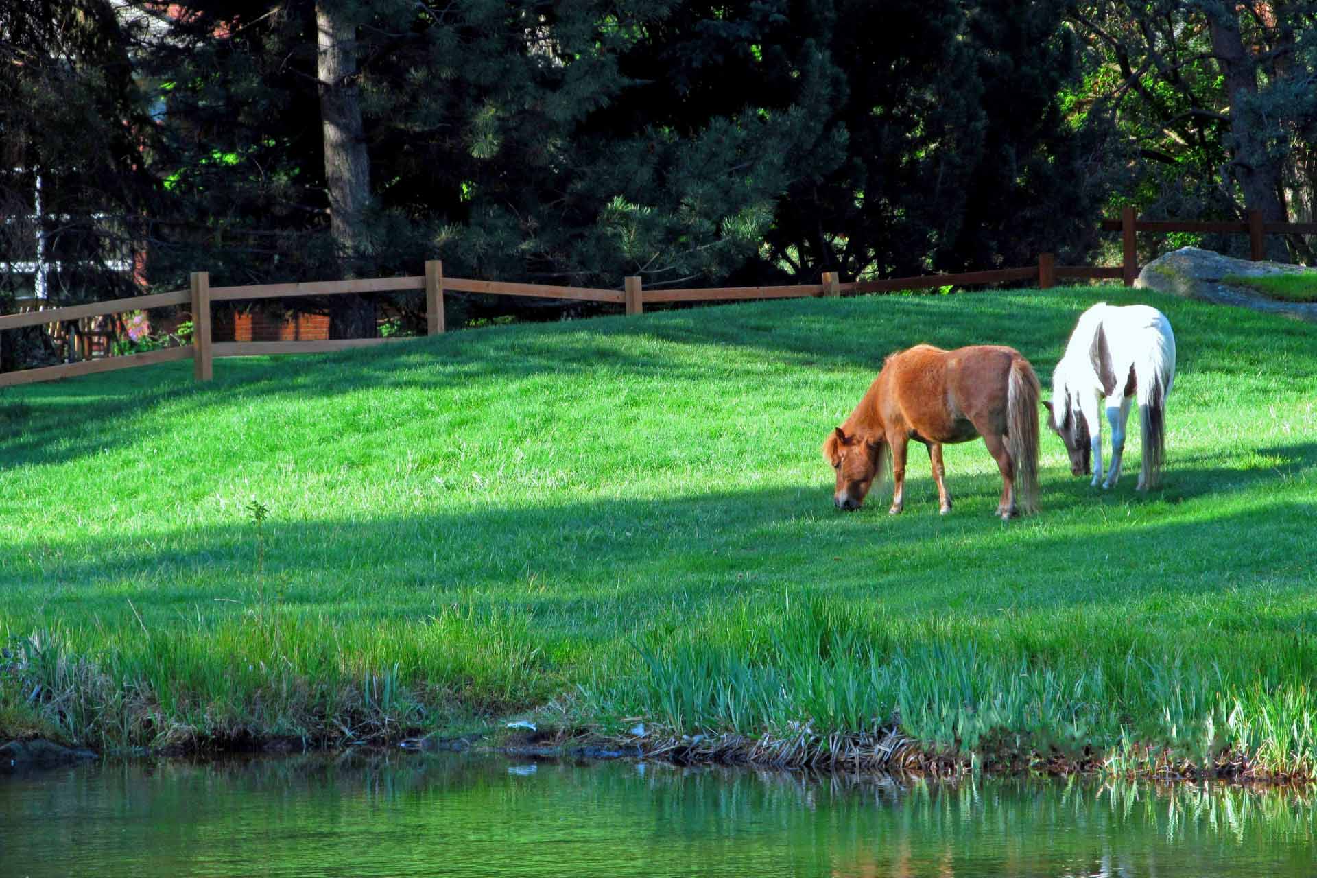 Horses graze in Middleton Idaho