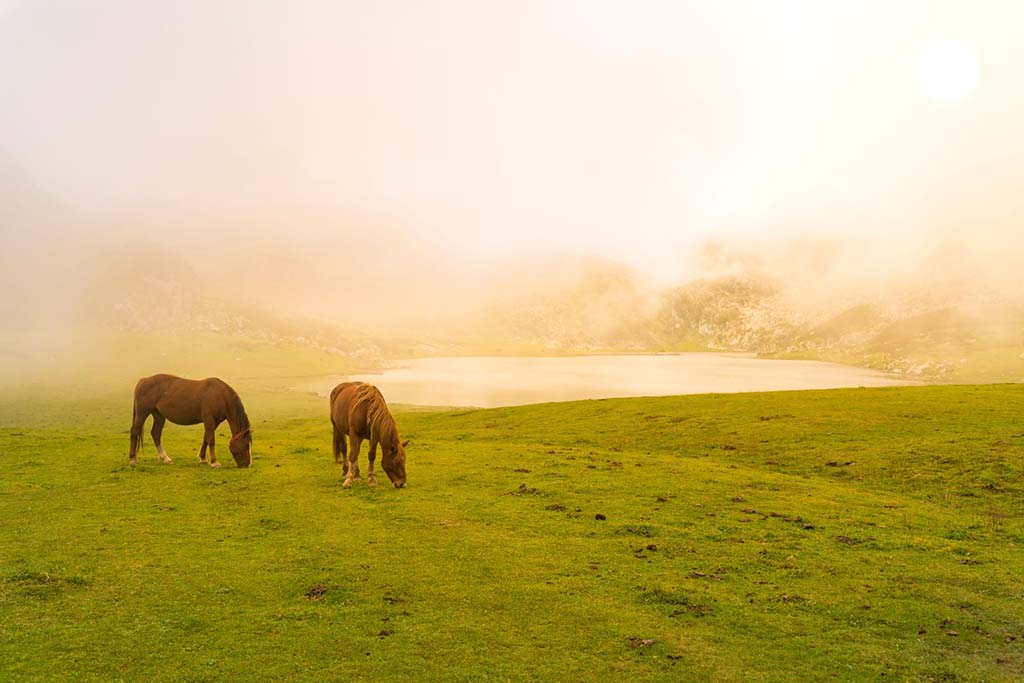 Horse pastures are in abundance at this address in Middleton 