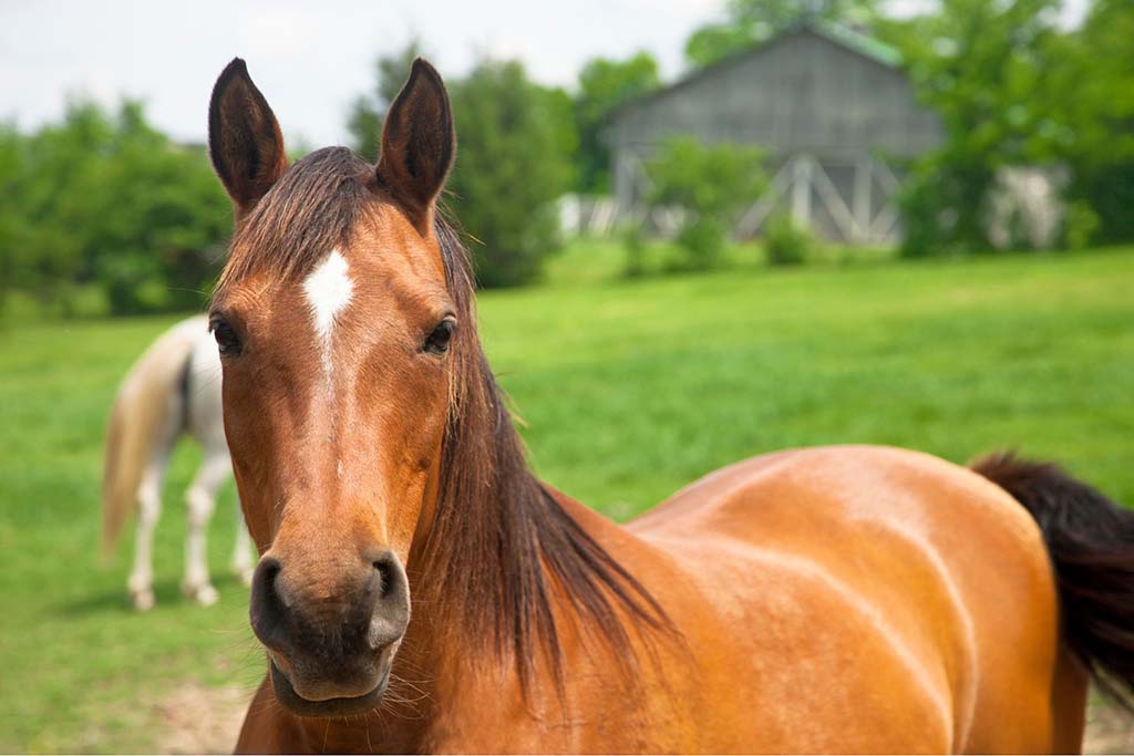 horses on an equestrian estate in Idaho A stunning horse roaming a property with an expansive home with many bathrooms and bedrooms