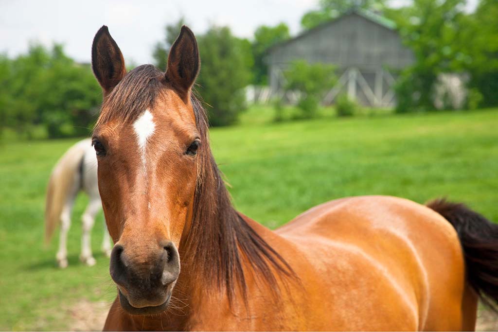 A stunning horse roaming a property with an expansive home with many bathrooms and bedrooms