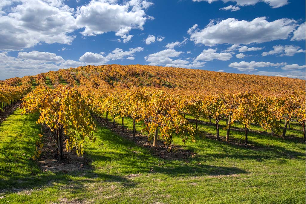 wine region of the Treasure Valley The wine region of the Treasure Valley, an ideal place to live