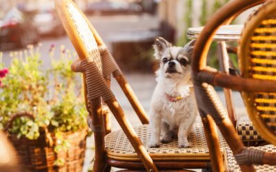 Pet-Friendly Guide to Boise, Idaho